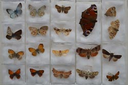 butterflies
